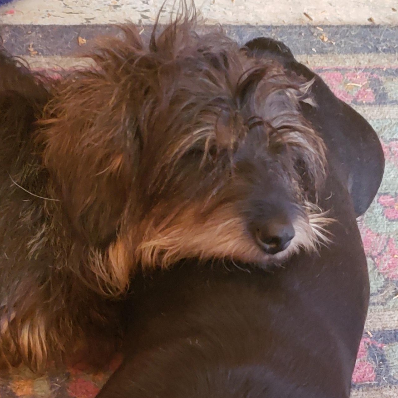 Enlarge Bruno, a Adoptable mixed breed in Murphys, CA image 1/1