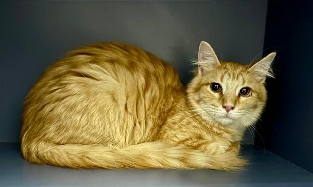 Enlarge MANGO, a Adoptable Domestic Medium Hair in Kalamazoo, MI image 1/1