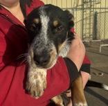 Marty, ADOPTABLE, Puppy Male Australian Cattle Dog / Blue Heeler.