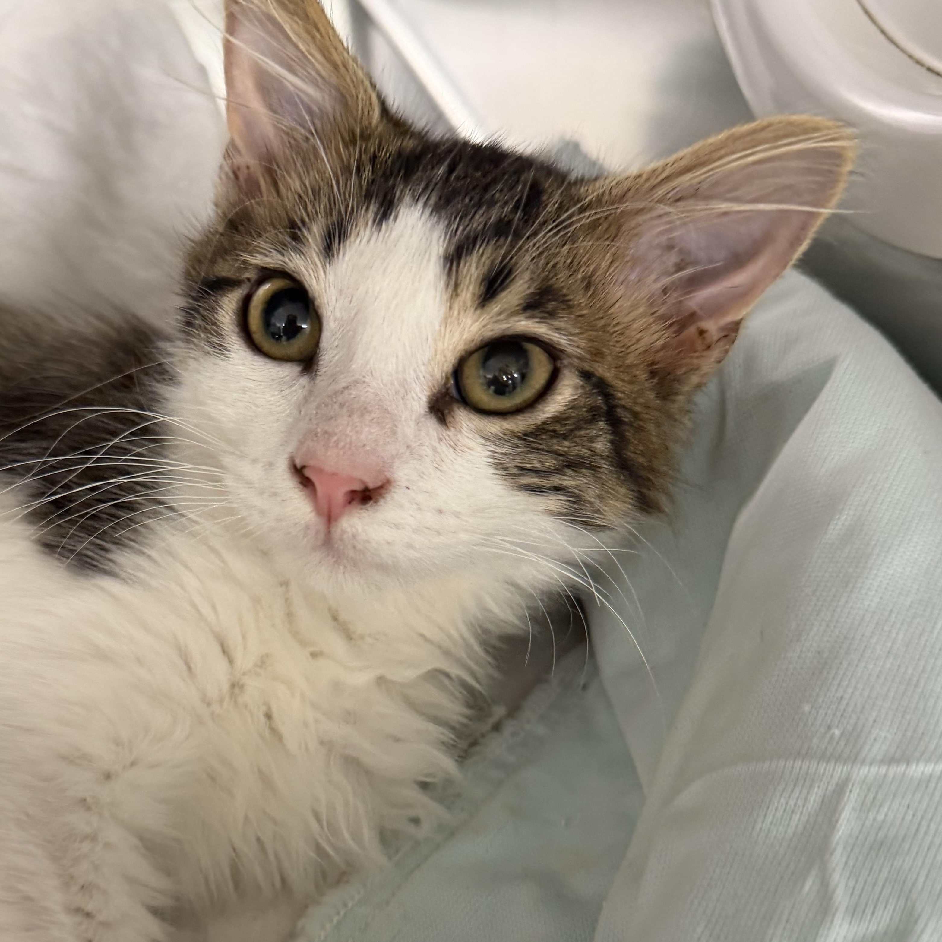 Whiskey, adopted, Kitten Male Domestic Long Hair.