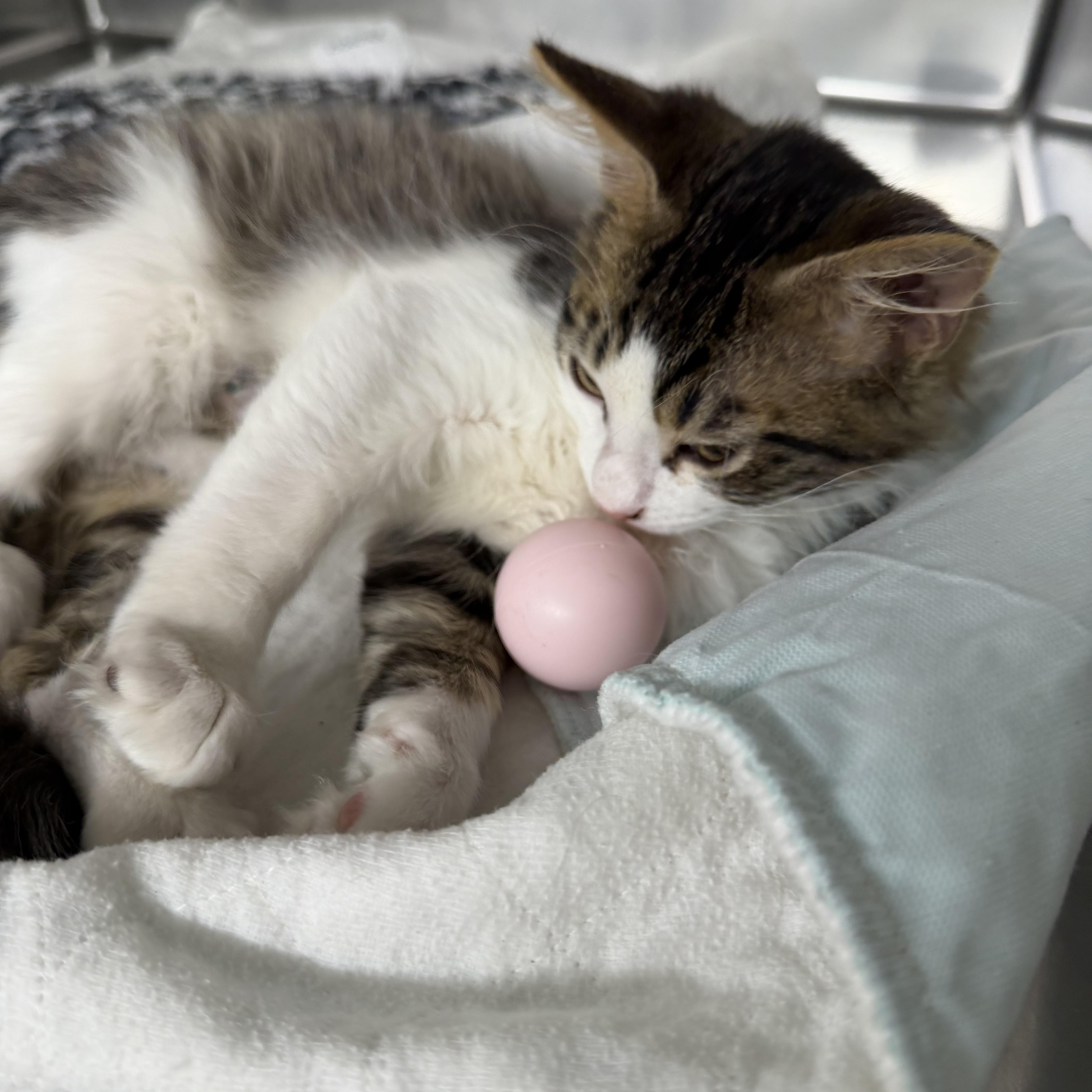 Enlarge Whiskey, an adopted Domestic Long Hair in Fernandina Beach, FL image 3/5