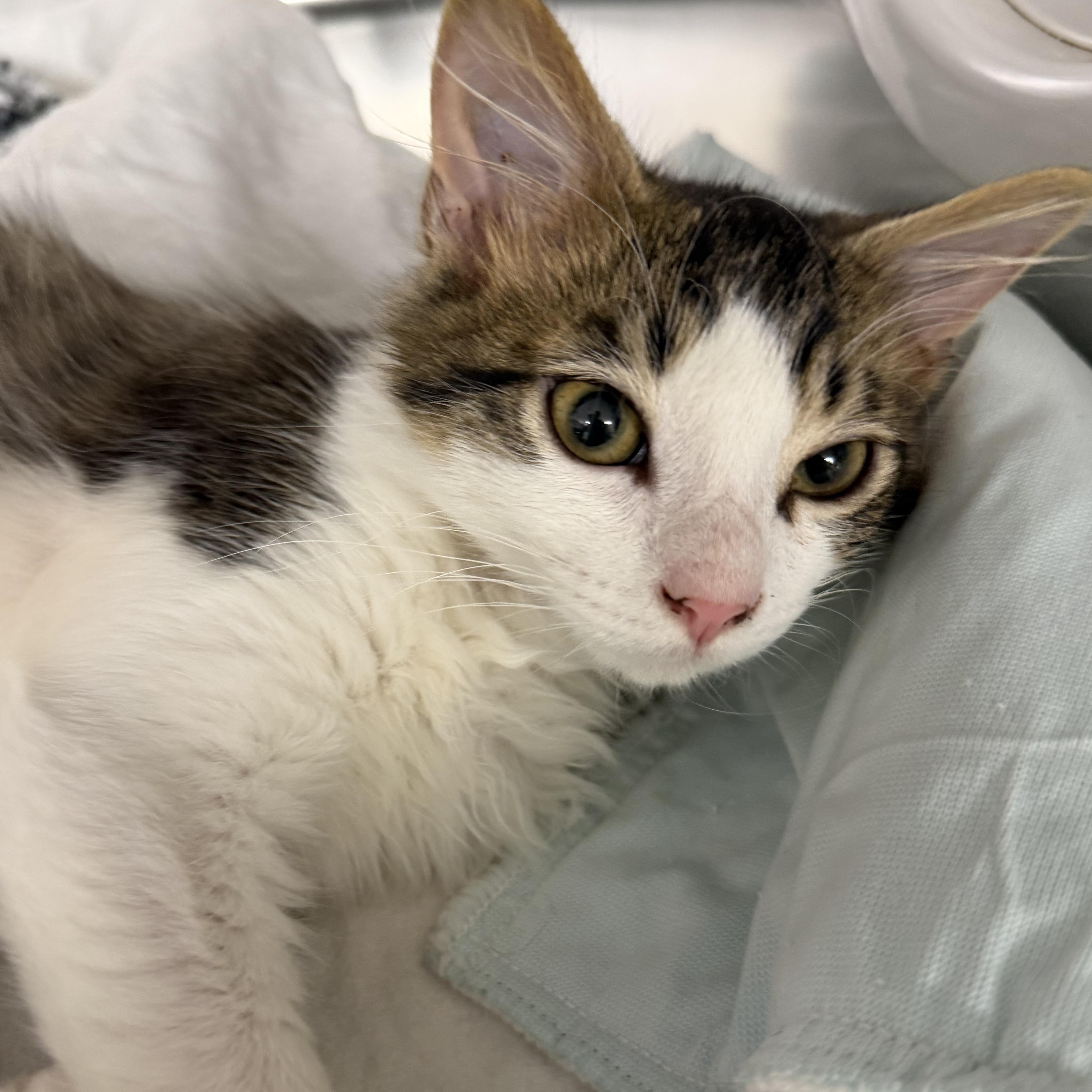 Enlarge Whiskey, an adopted Domestic Long Hair in Fernandina Beach, FL image 4/5