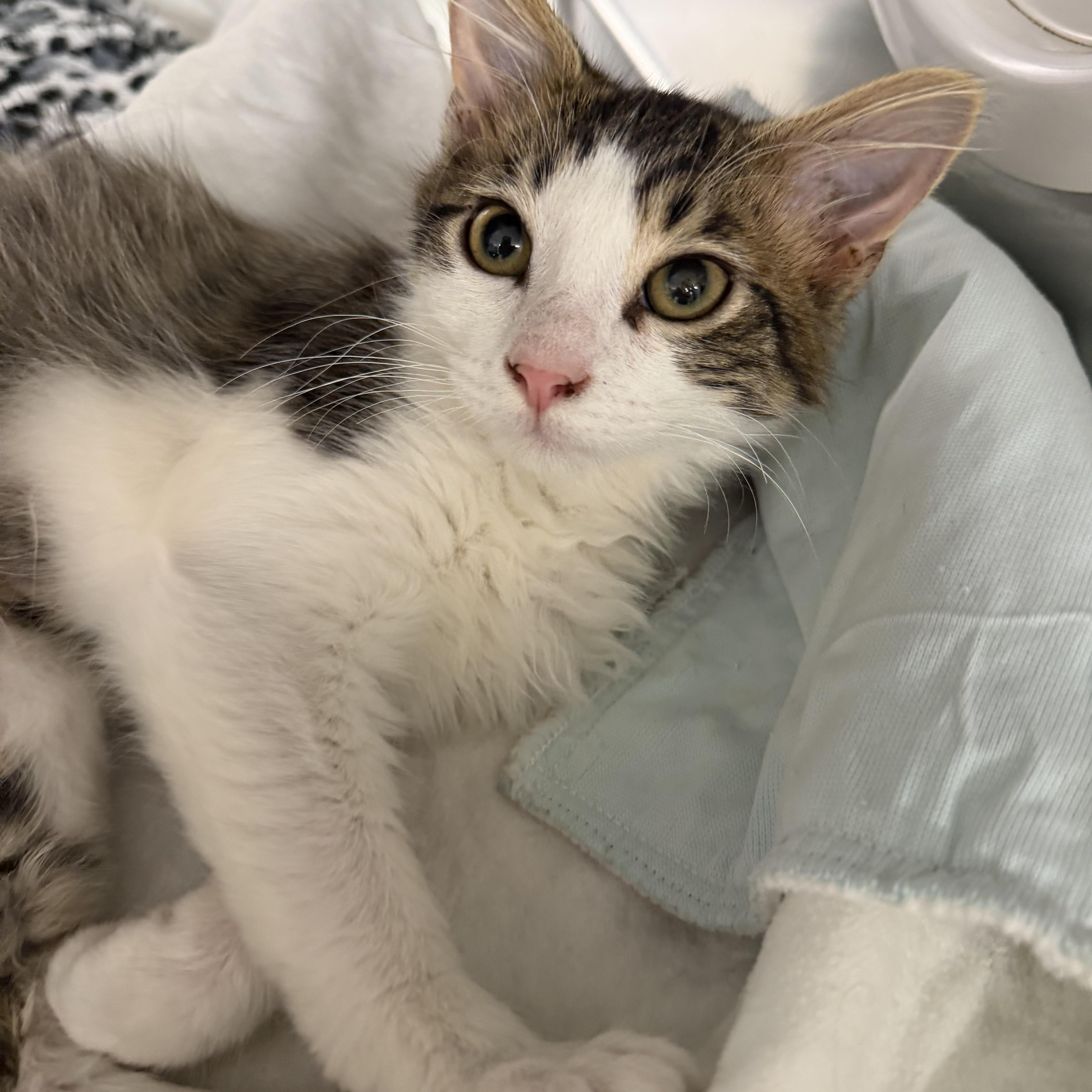 Enlarge Whiskey, an adopted Domestic Long Hair in Fernandina Beach, FL image 5/5