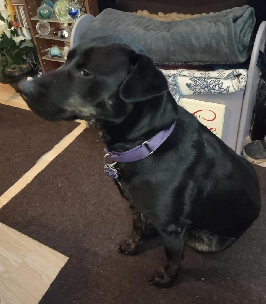 Georgia, Adopted, Adult Female Labrador Retriever & Mixed Breed.