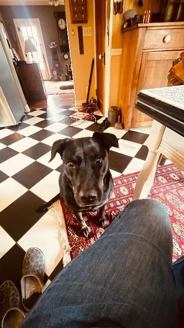 Enlarge Georgia, a Adopted mixed breed in Warren, MI image 2/2