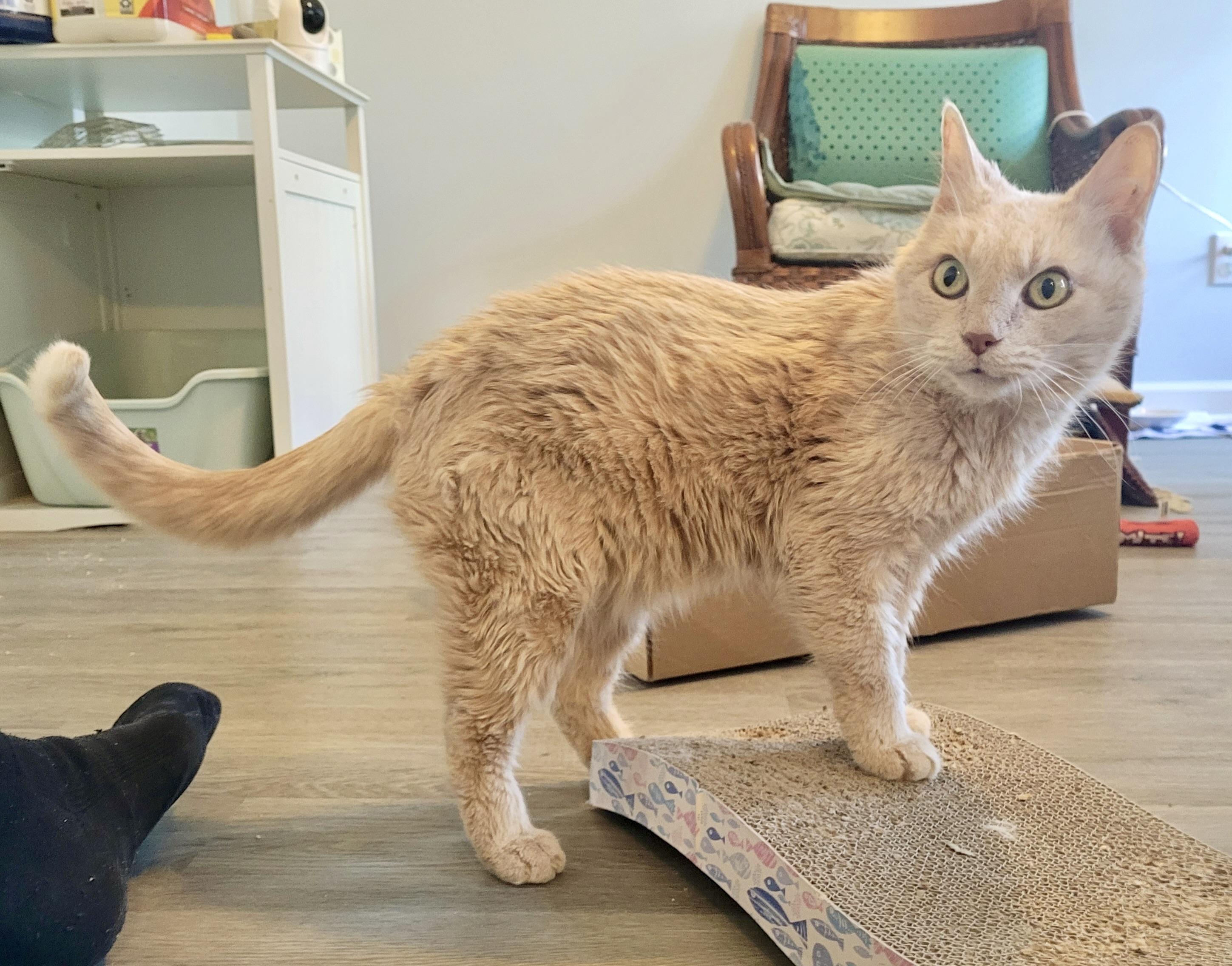 Enlarge Sweet Pea, a ADOPTABLE Domestic Short Hair in BLACK MOUNTAIN, NC image 1/3