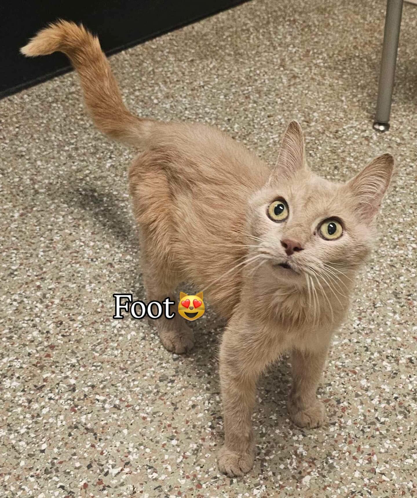 Sweet Pea, ADOPTABLE, Senior Female Domestic Short Hair.