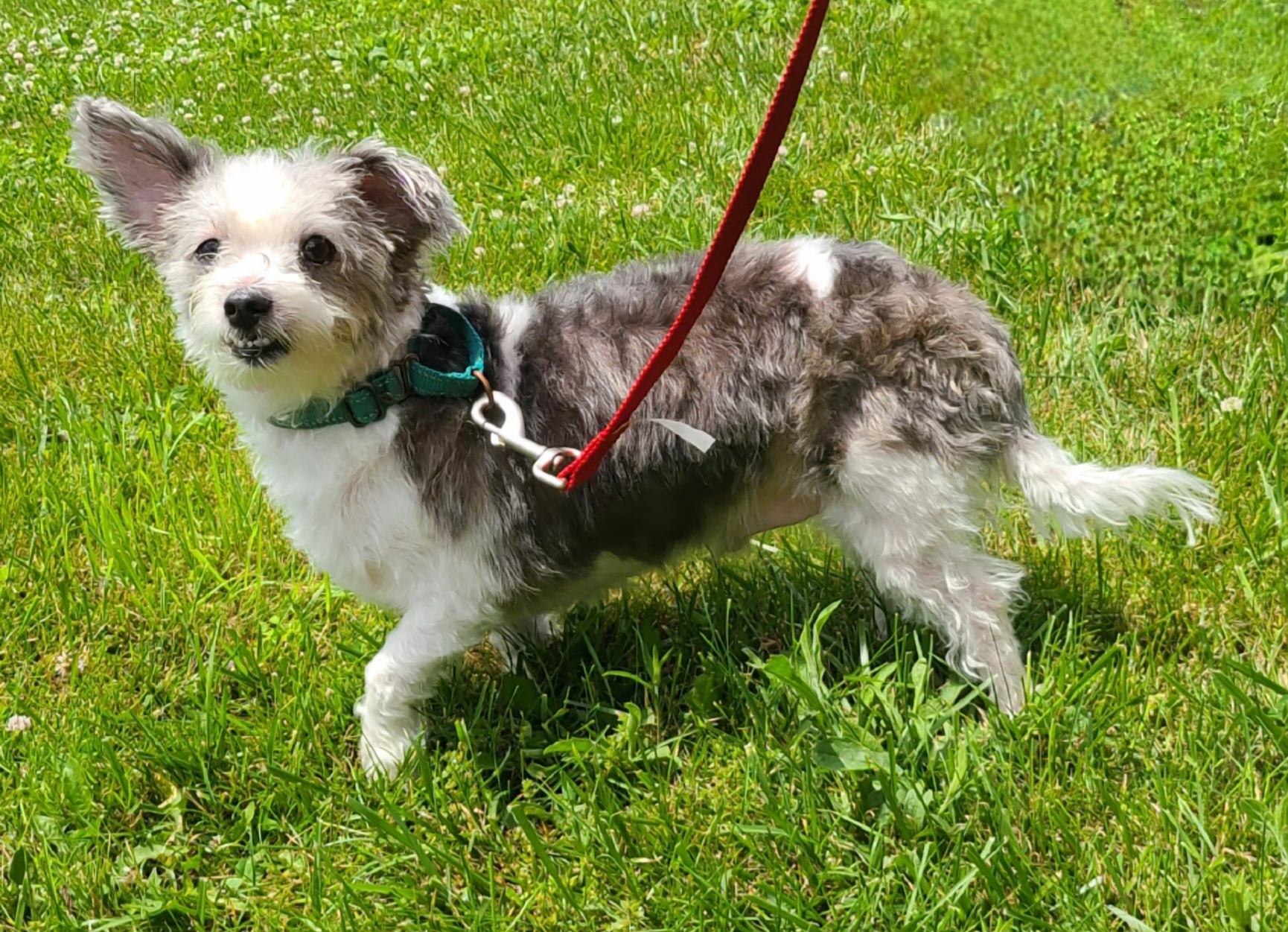 Isuzu, a Adopted Havanese in Newburgh, NY image 1/2