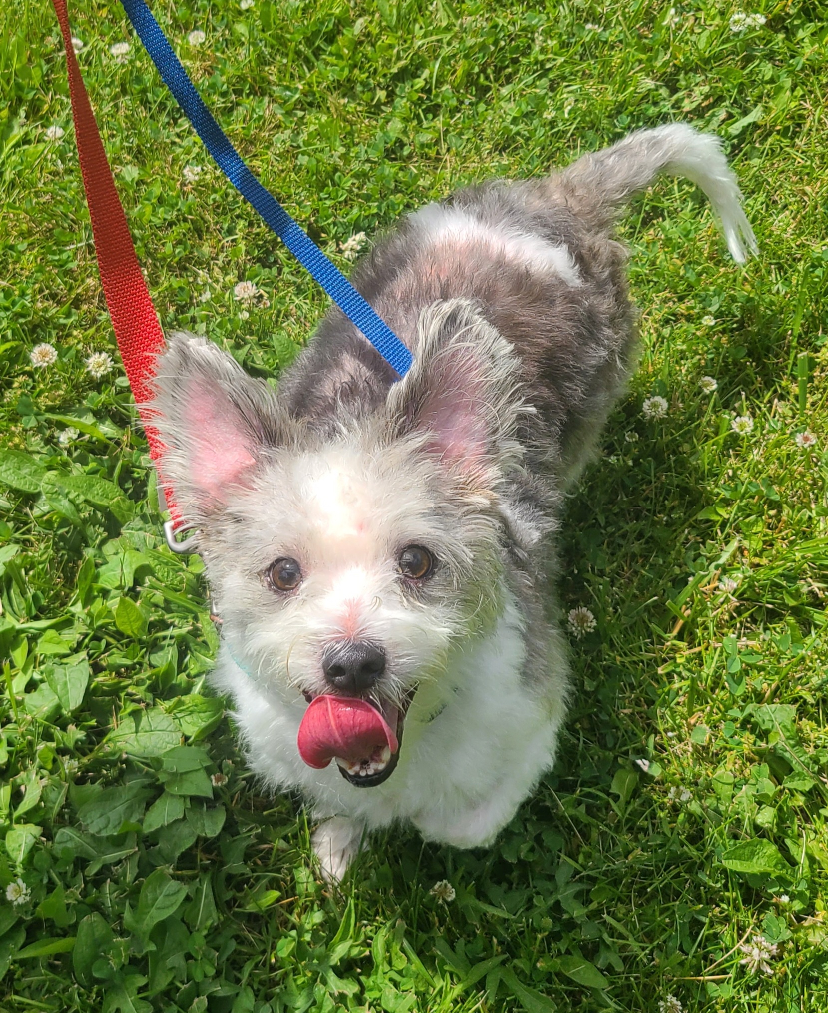 Isuzu, a Adopted Havanese in Newburgh, NY image 2/2