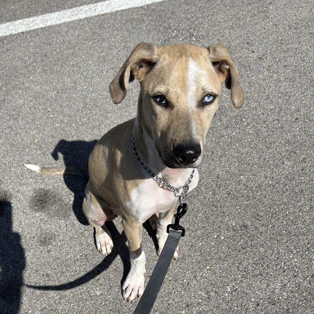 Jolene, Adoptable, Puppy Female Catahoula Leopard Dog.