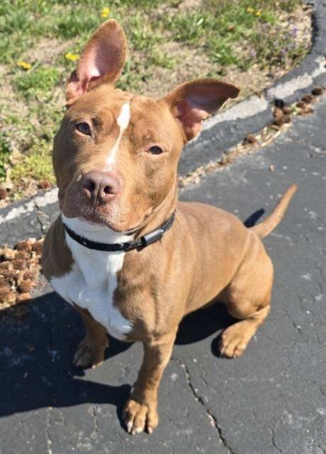 HUEY LEWIS, Adoptable, Young Male Terrier & Mixed Breed.
