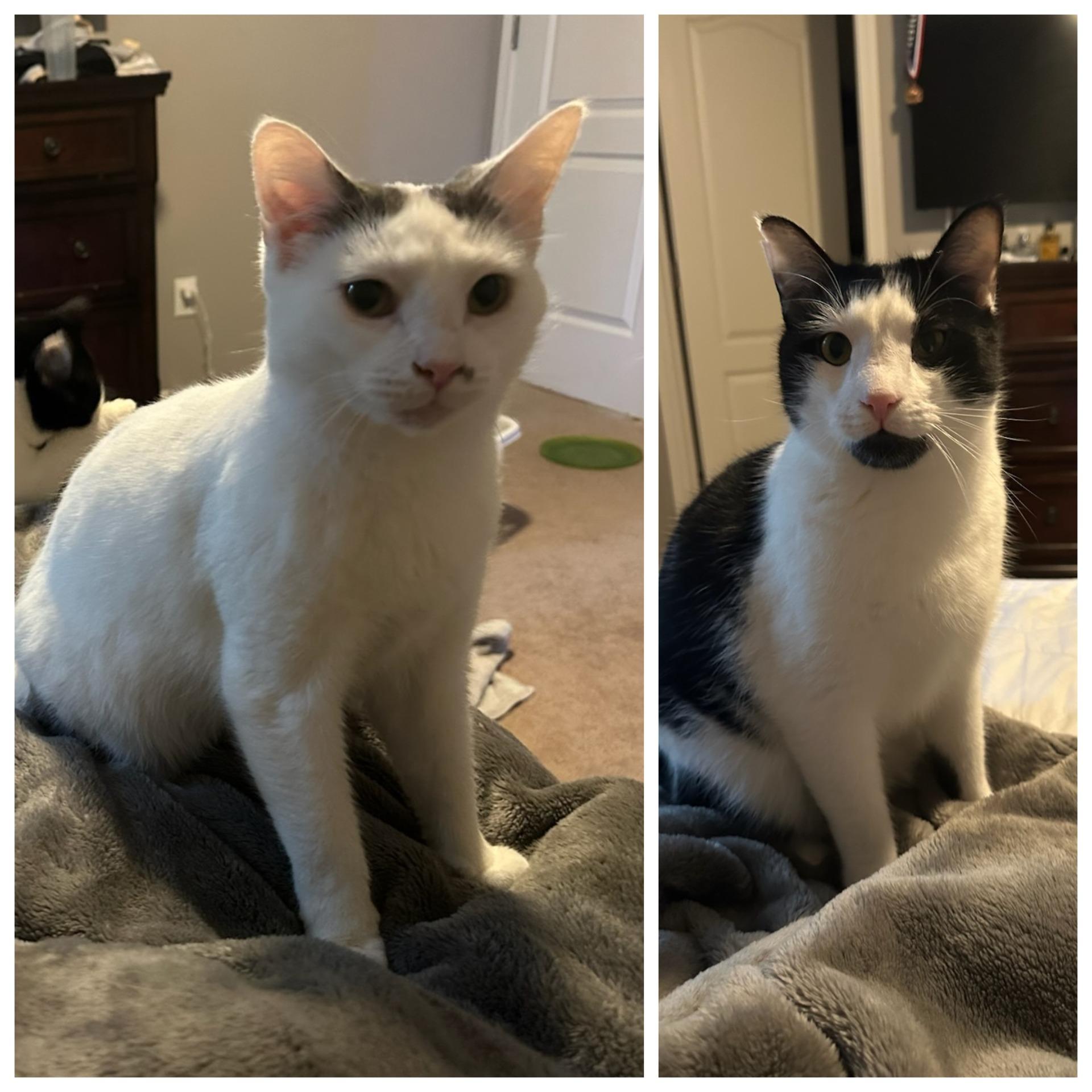 Moo & Mama Bear, ADOPTABLE, Adult Female Domestic Short Hair.