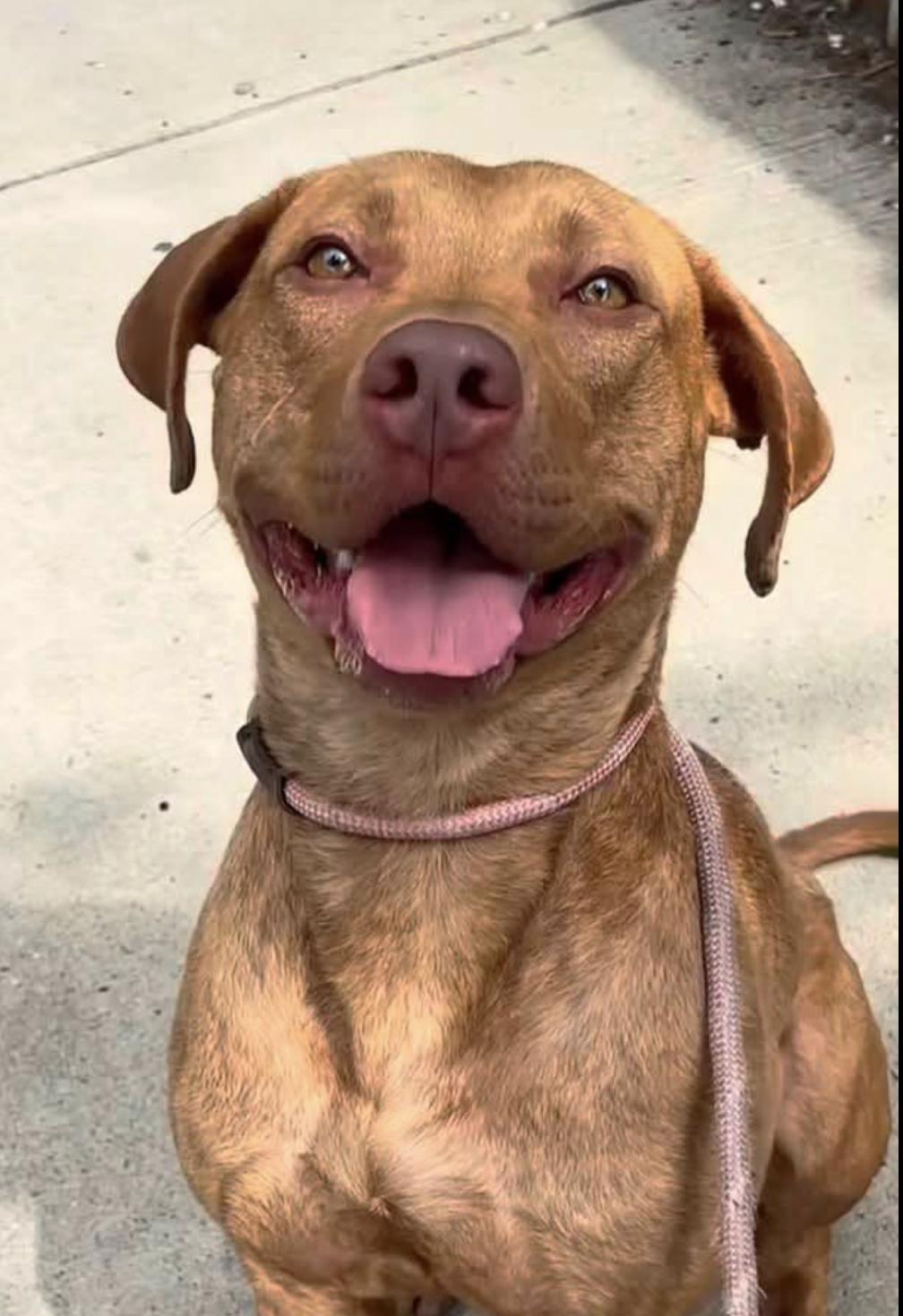 Rusty, ADOPTABLE, Young Male Bull Terrier & Labrador Retriever.