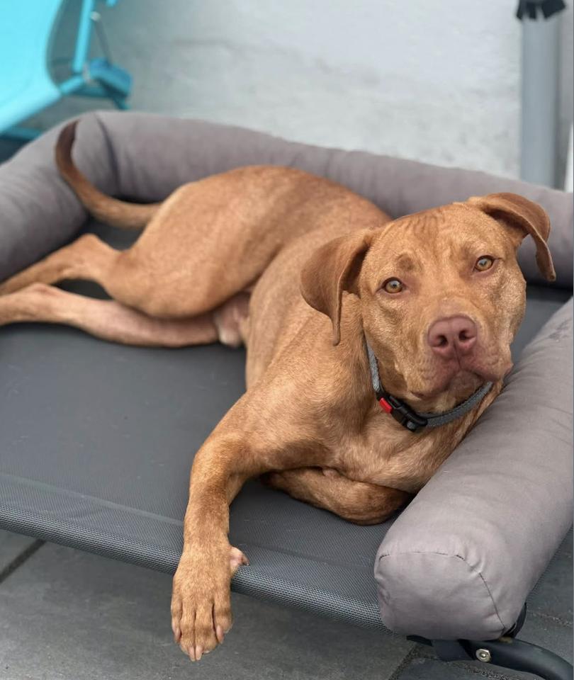 Enlarge Rusty, a Adopted mixed breed in Tinton Falls, NJ image 1/4