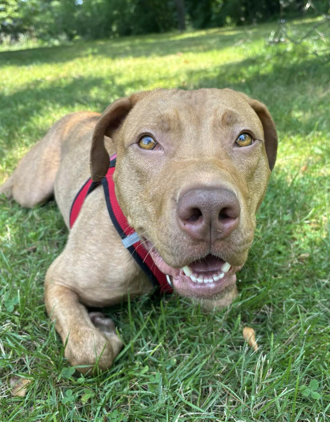 Enlarge Rusty, a ADOPTABLE mixed breed in Tinton Falls, NJ image 2/3