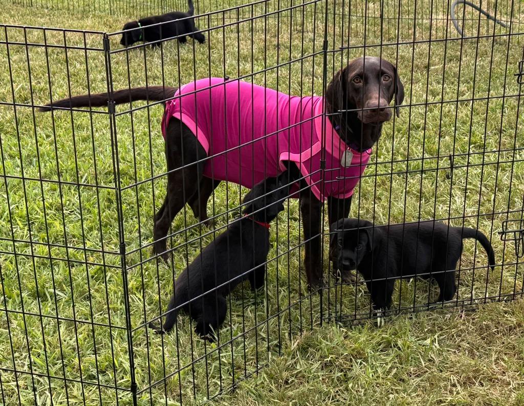 Jolene, Adoptable, Adult Female Labrador Retriever.
