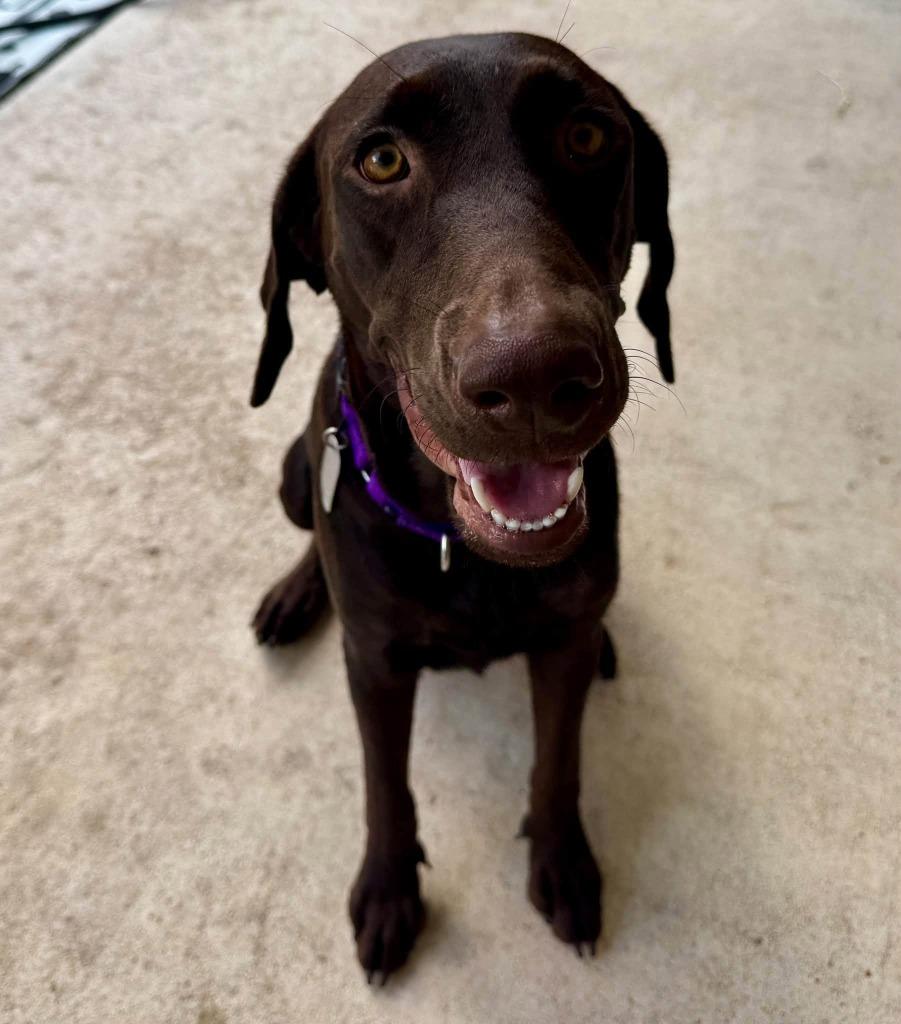 Enlarge Jolene, a Adoptable Labrador Retriever in Austin, TX image 2/2