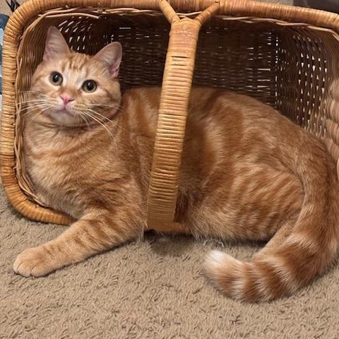 Enlarge Ringo, a ADOPTABLE Domestic Short Hair in Springdale, AR image 1/1