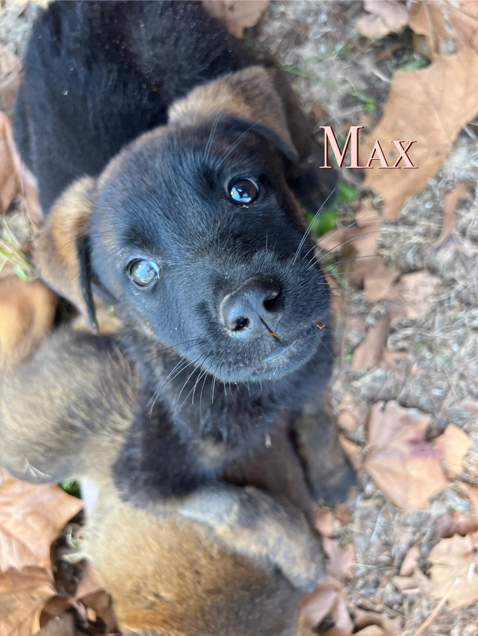 Max, ADOPTABLE, Puppy Male German Shepherd Dog & Belgian Shepherd / Malinois.