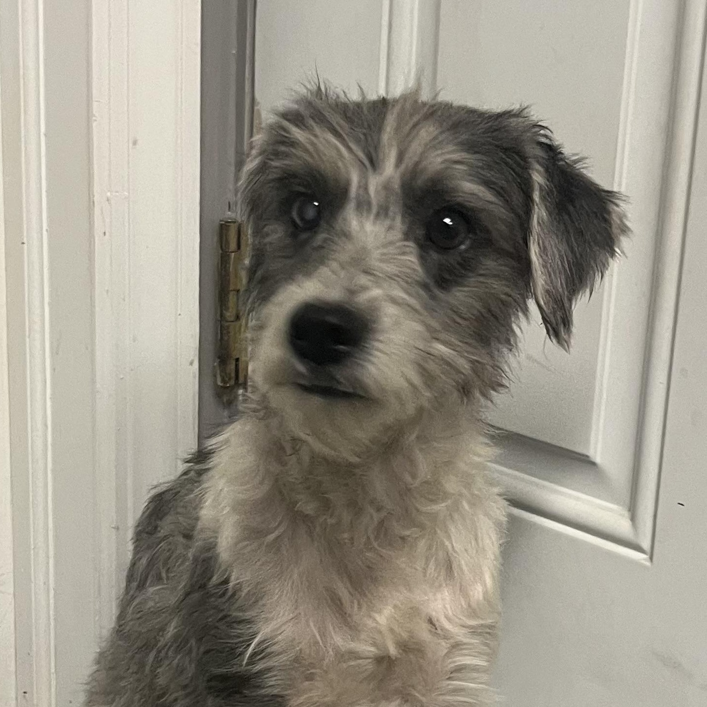 Odie, Adoptable, Adult Male Schnauzer.