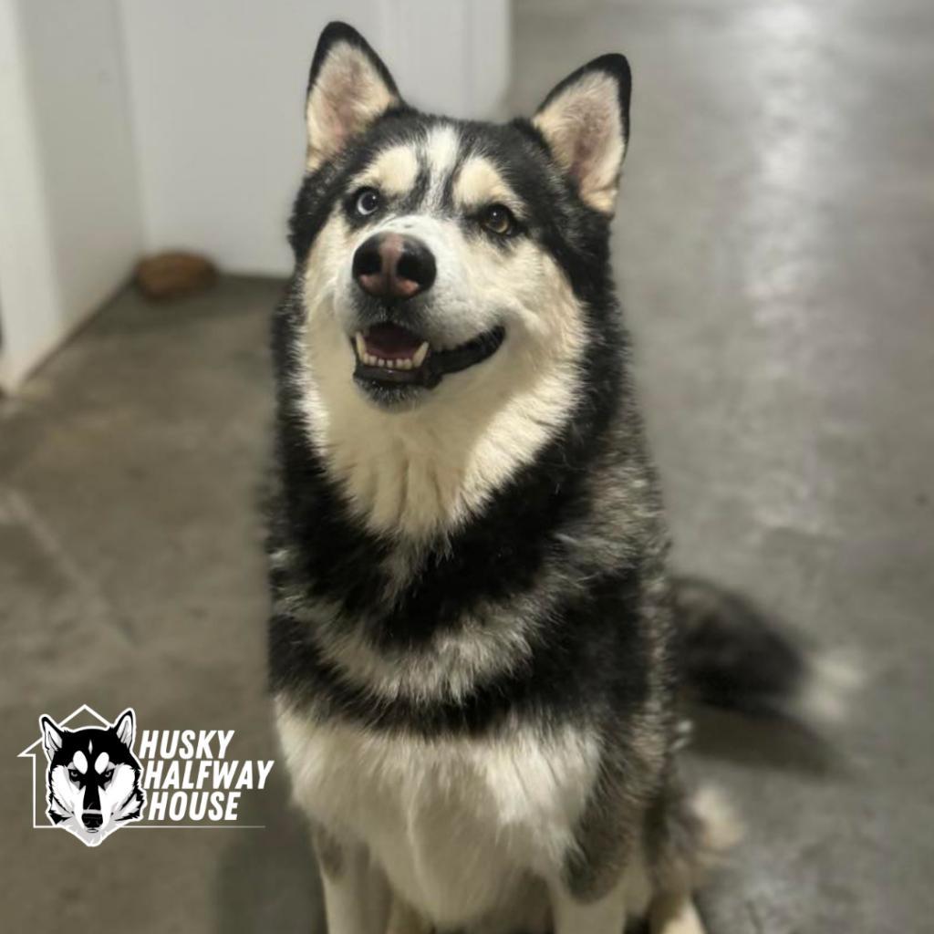Enlarge Huckleberry, a Adoptable Husky in Eufaula, OK image 1/6