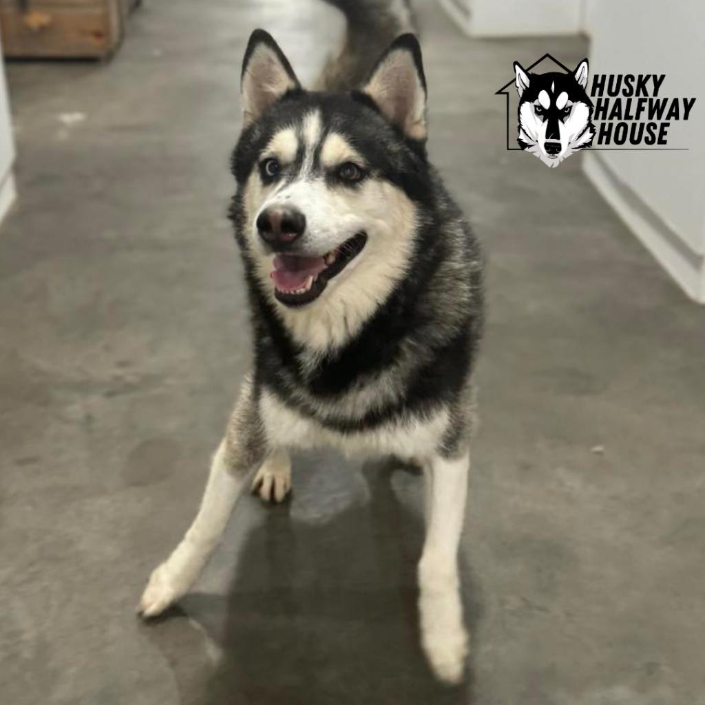 Enlarge Huckleberry, a Adoptable Husky in Eufaula, OK image 2/6