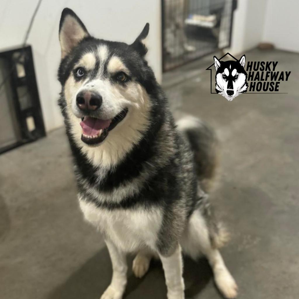 Enlarge Huckleberry, a Adoptable Husky in Eufaula, OK image 3/6