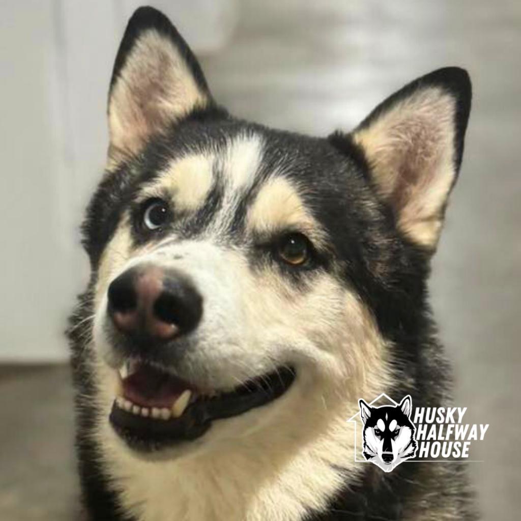 Enlarge Huckleberry, a Adoptable Husky in Eufaula, OK image 4/6