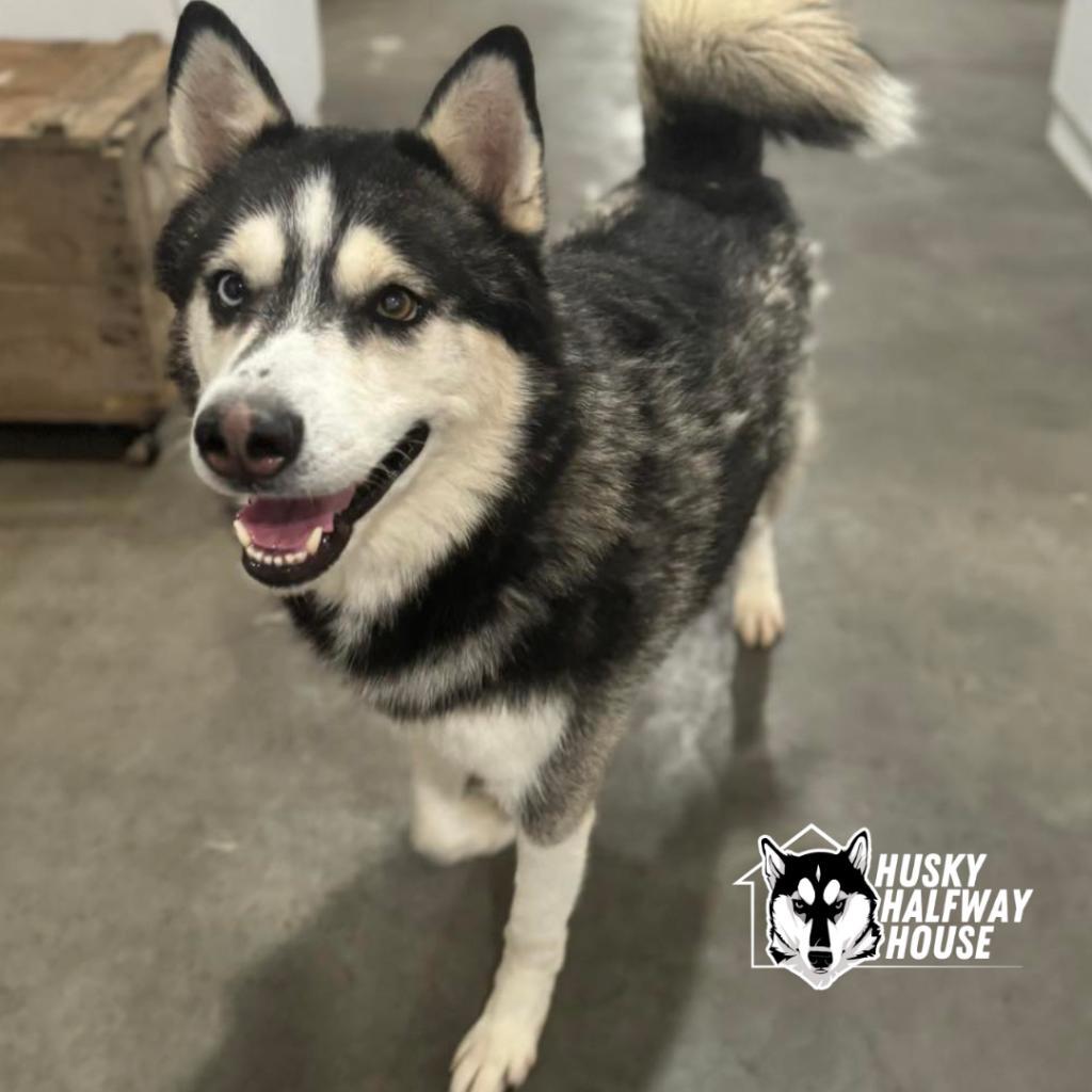 Enlarge Huckleberry, a Adoptable Husky in Eufaula, OK image 5/6