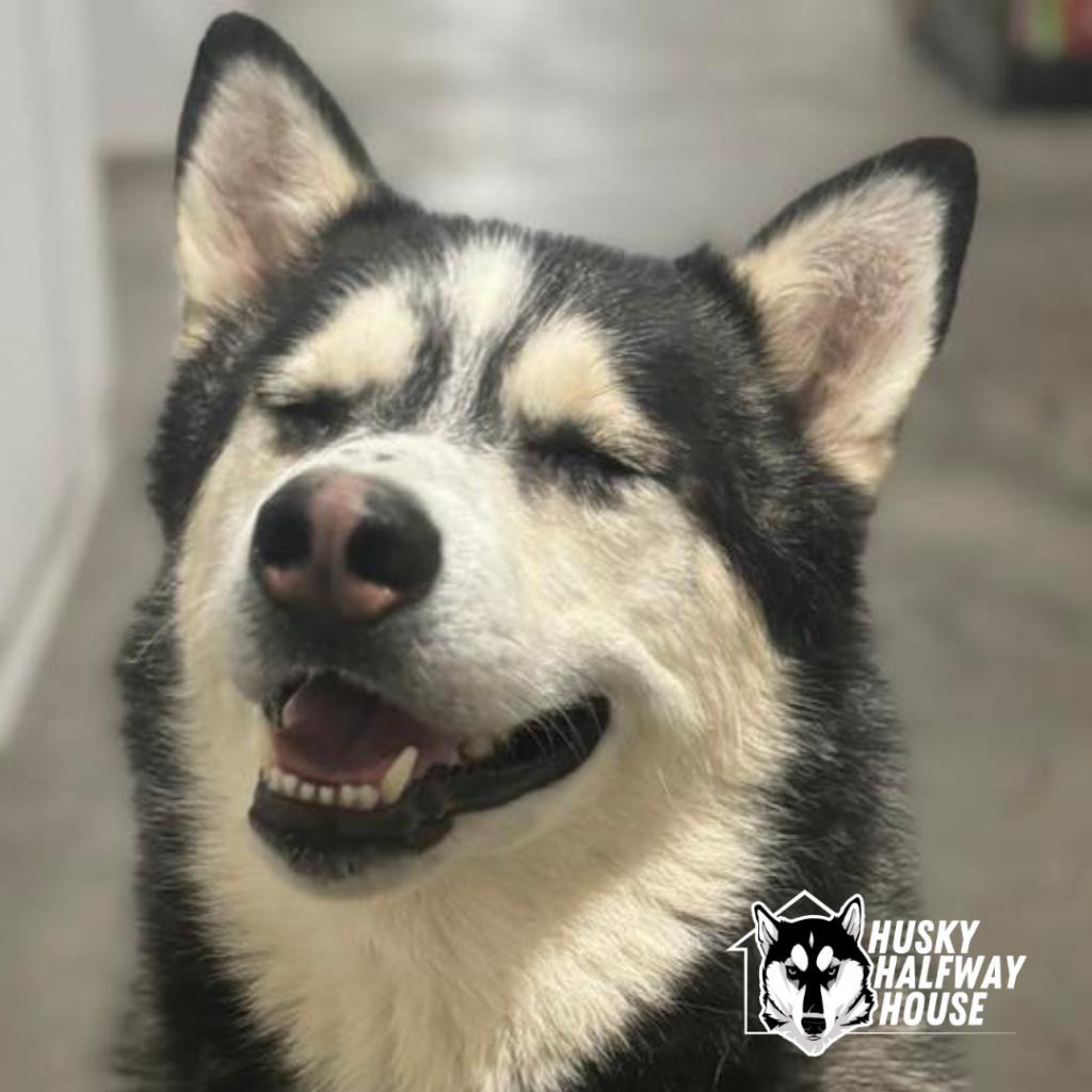 Enlarge Huckleberry, a Adoptable Husky in Eufaula, OK image 6/6