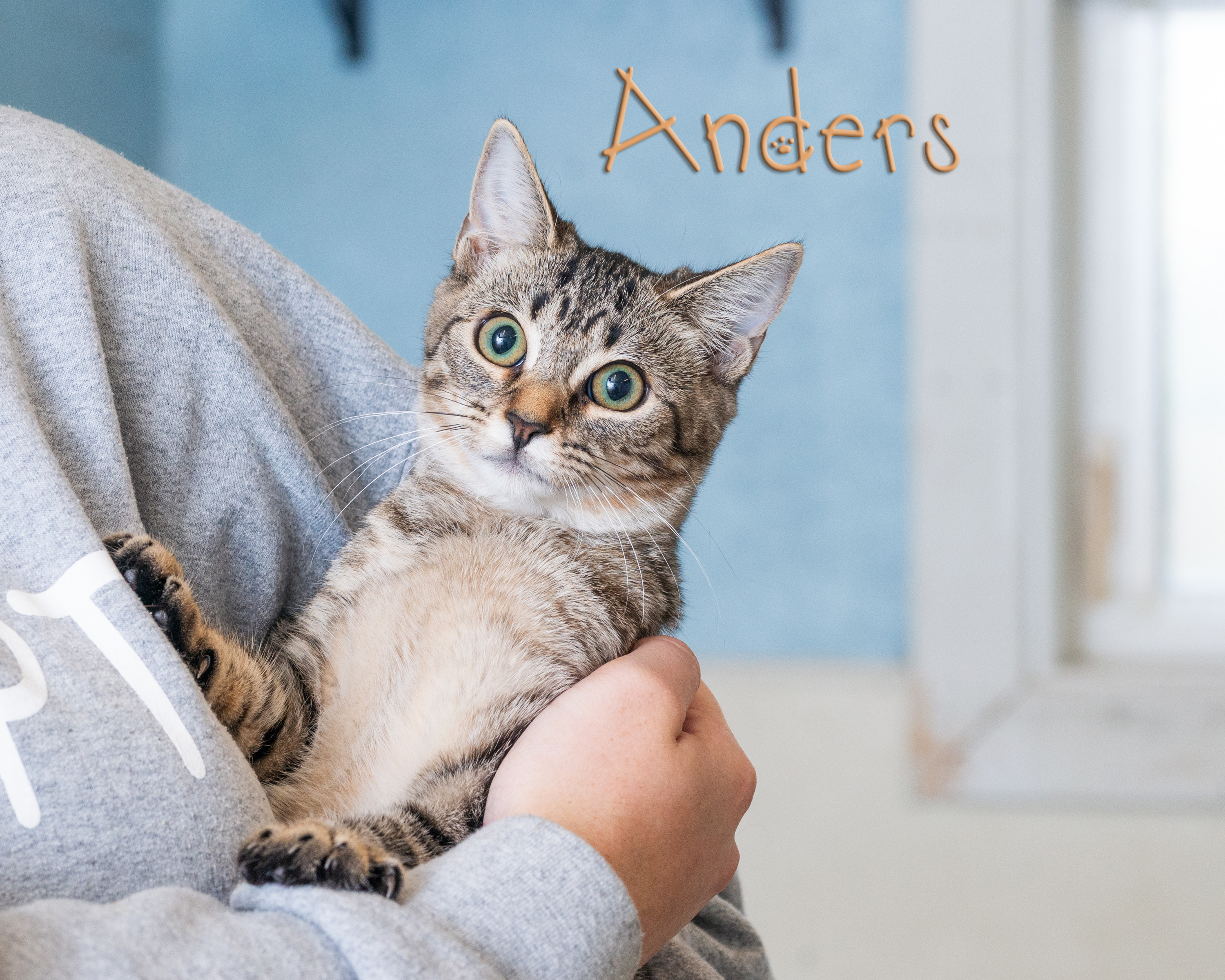 Enlarge Anders, a Adoptable Domestic Short Hair in Somerset, PA image 1/1