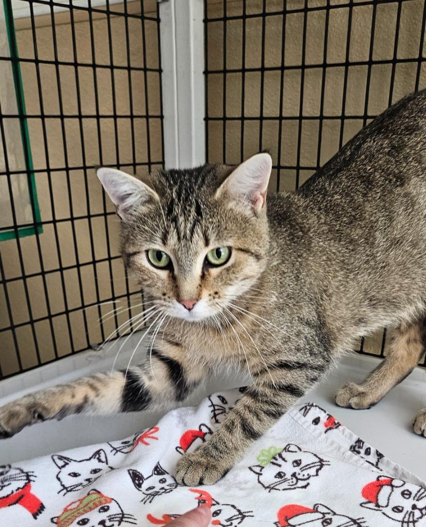 Enlarge Tiger Kitty, a Adoptable mixed breed in Green River, WY image 1/1