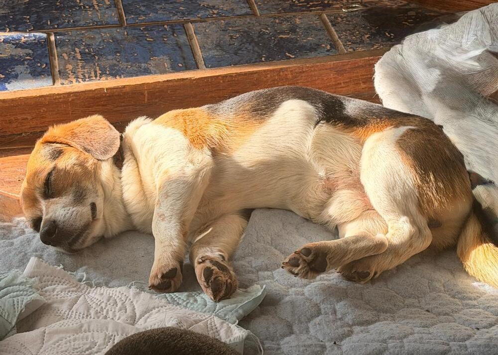 Peanut - Fostered in SE Nebraska, a Adoptable mixed breed in Shawnee Mission, KS image 1/5