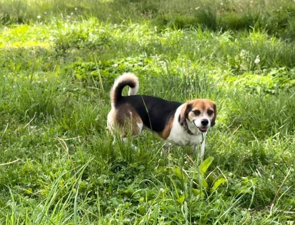 Peanut - Fostered in SE Nebraska, a Adoptable mixed breed in Shawnee Mission, KS image 2/5