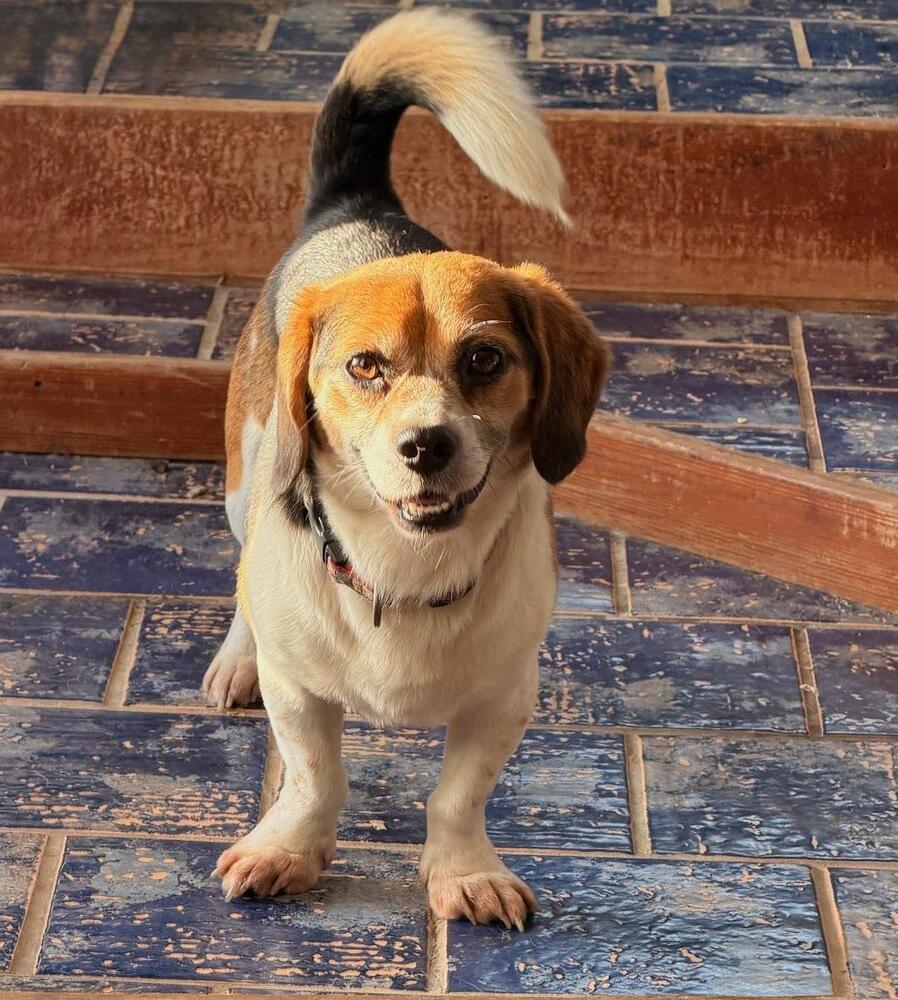 Peanut - Fostered in SE Nebraska, a Adoptable mixed breed in Shawnee Mission, KS image 3/5