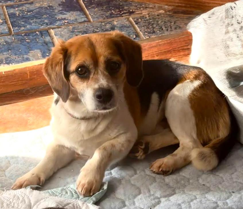 Peanut - Fostered in SE Nebraska, a Adoptable mixed breed in Shawnee Mission, KS image 5/5