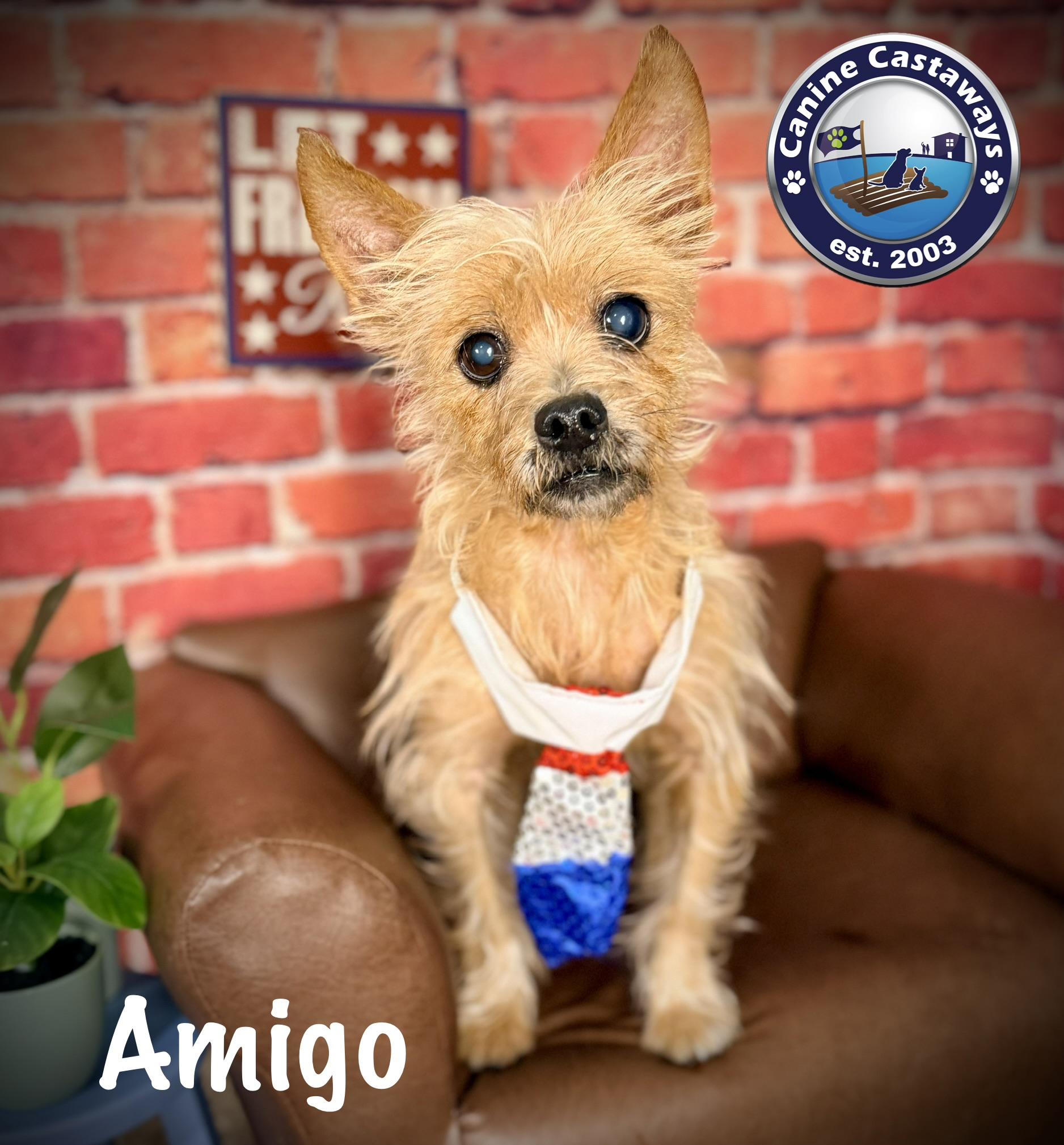 Amigo, ADOPTABLE, Senior Male Cairn Terrier.