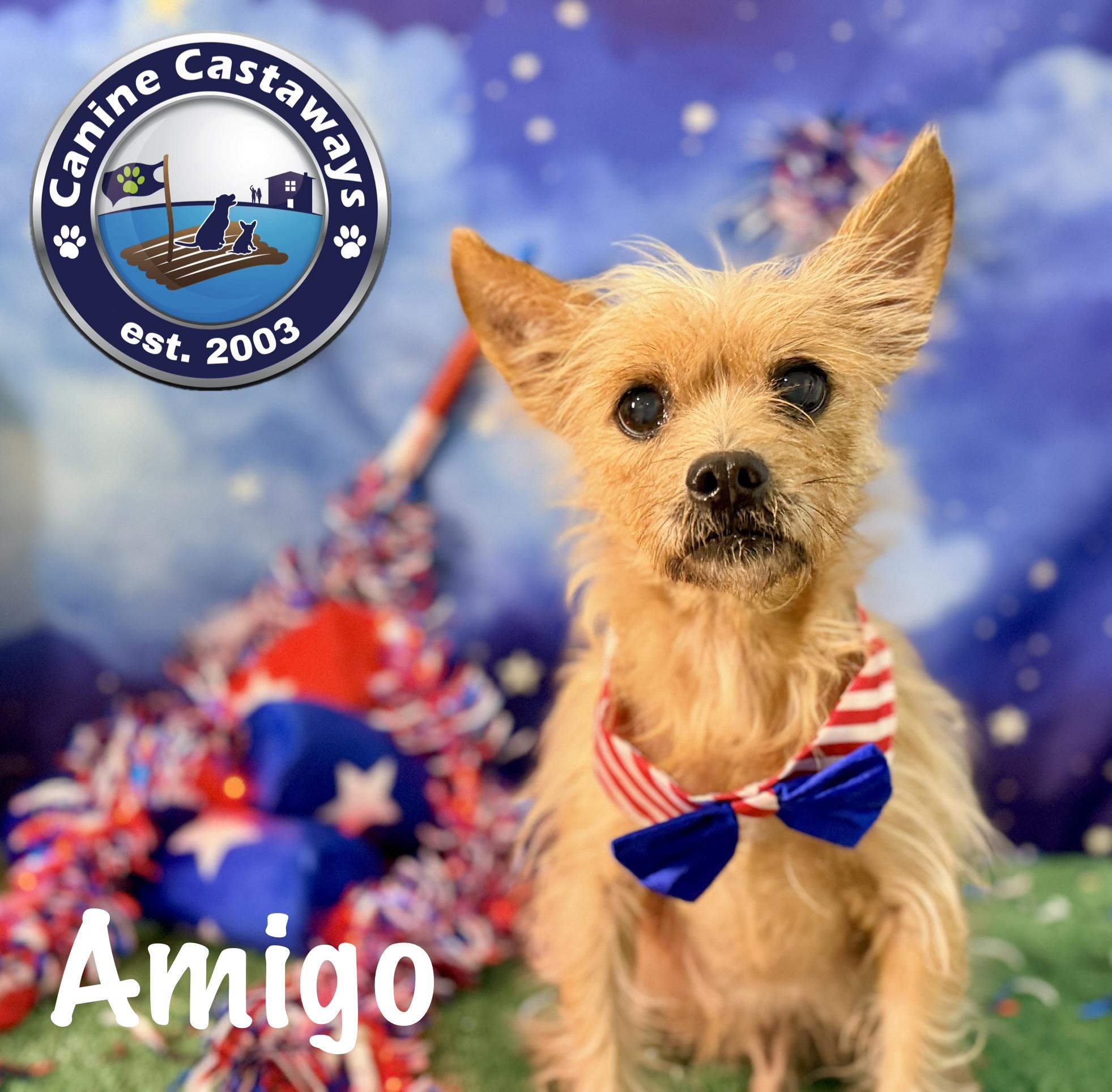 Amigo, a ADOPTABLE Cairn Terrier in Arcadia, FL image 2/2