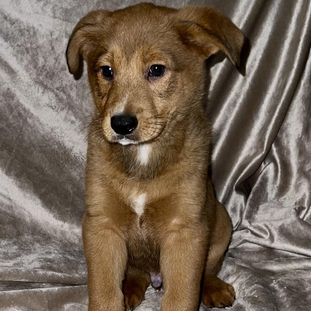 Enlarge Atlas , a ADOPTABLE mixed breed in Pelham, NH image 2/6