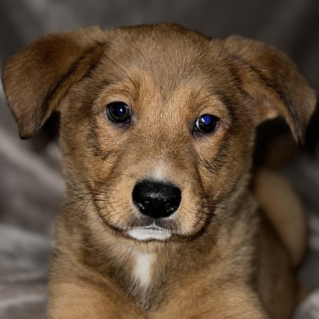 Enlarge Atlas , a ADOPTABLE mixed breed in Pelham, NH image 5/6