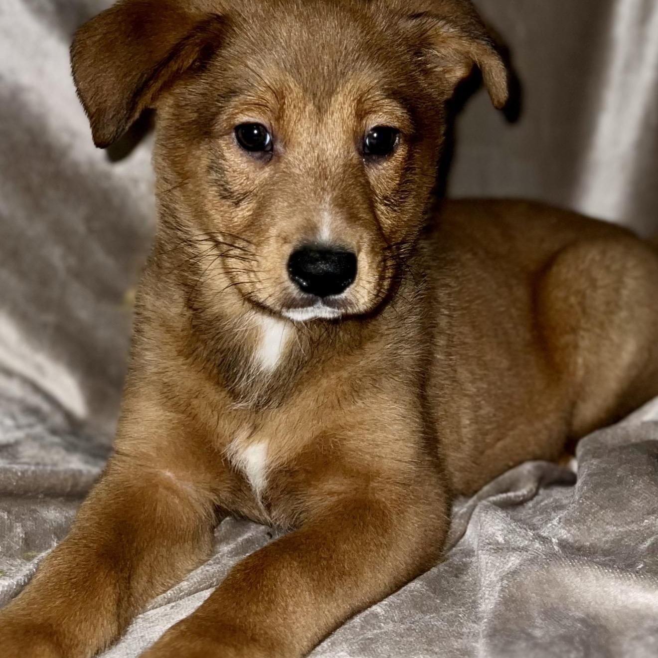 Enlarge Atlas , a ADOPTABLE mixed breed in Pelham, NH image 6/6