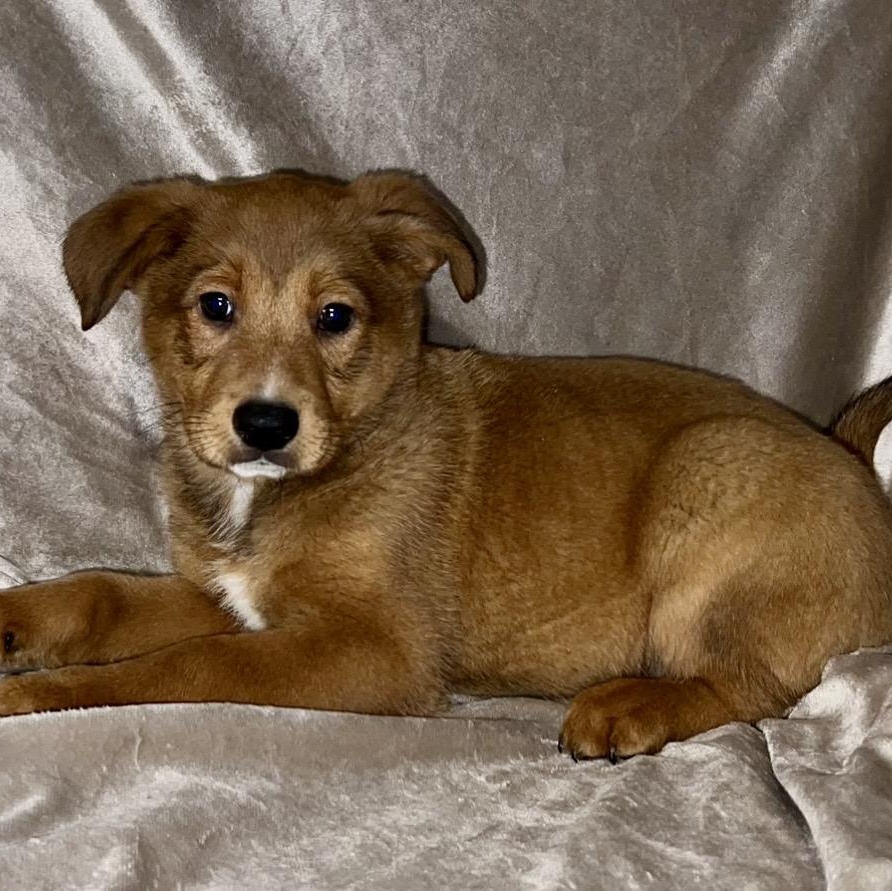 Enlarge Atlas , a ADOPTABLE mixed breed in Pelham, NH image 3/6