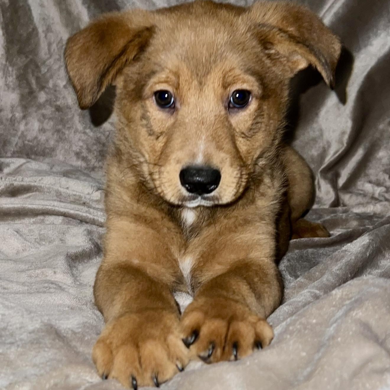 Atlas , ADOPTABLE, Puppy Male Mixed Breed.