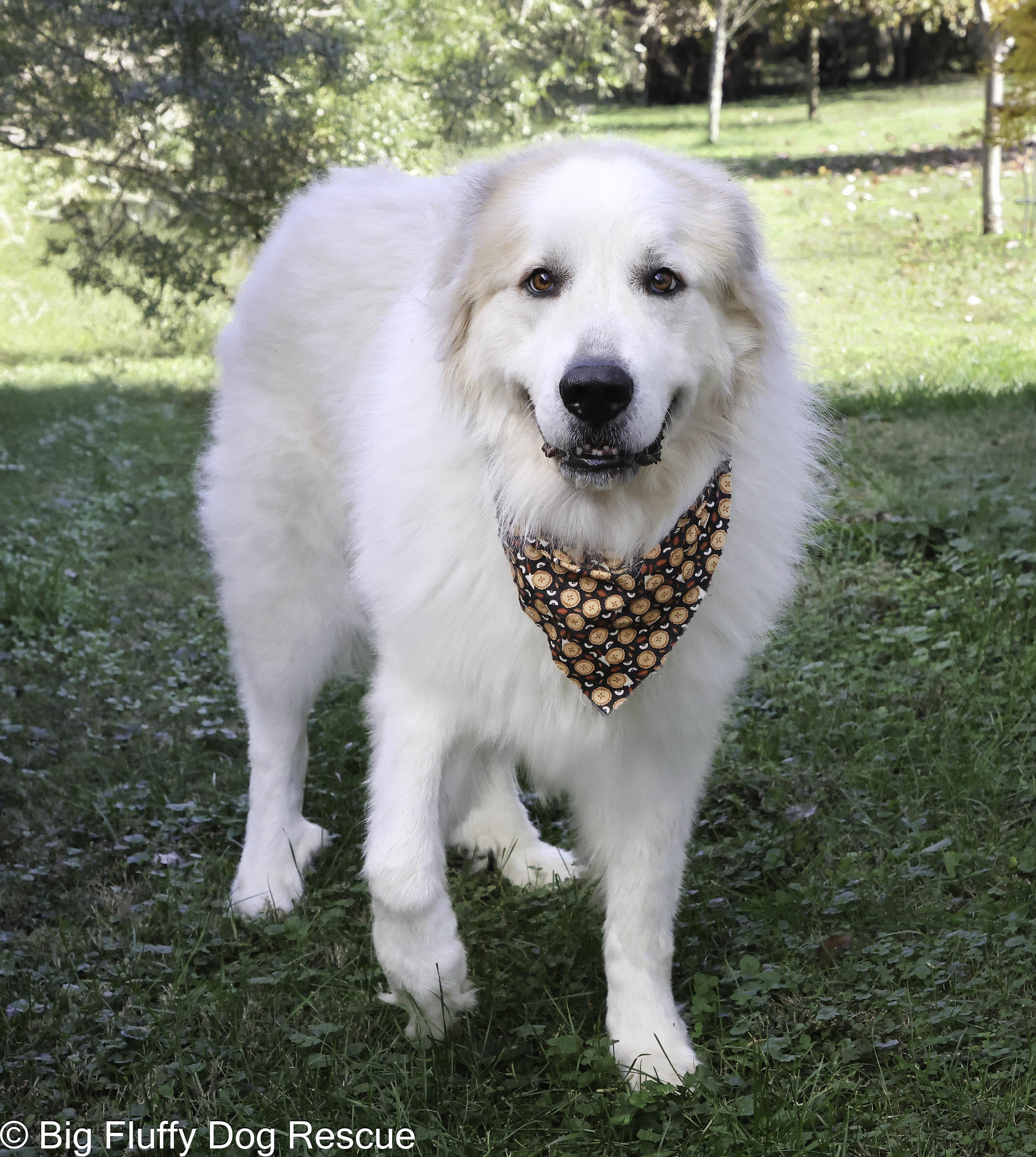 Prince — thumbnail 3