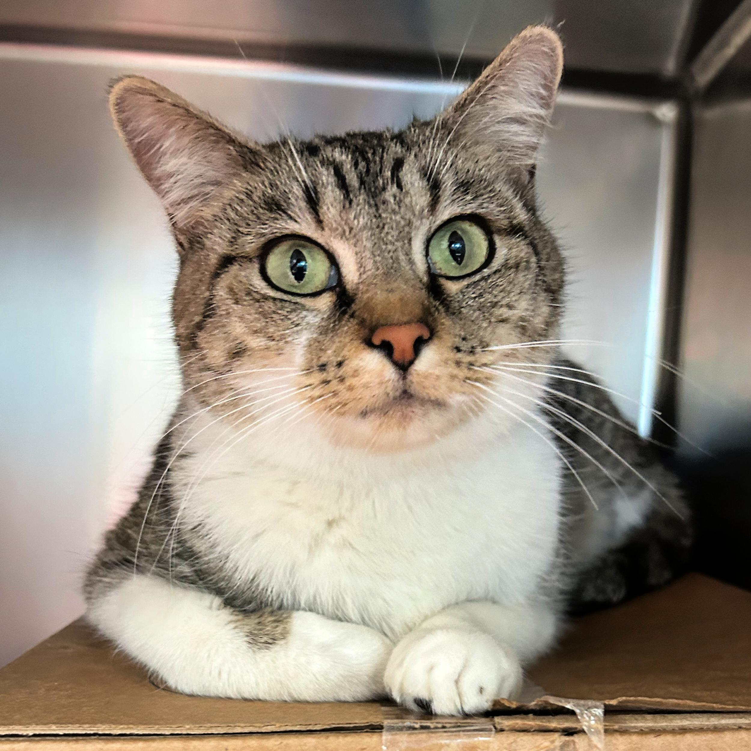 Fudge, ADOPTABLE, Adult Female Domestic Short Hair.