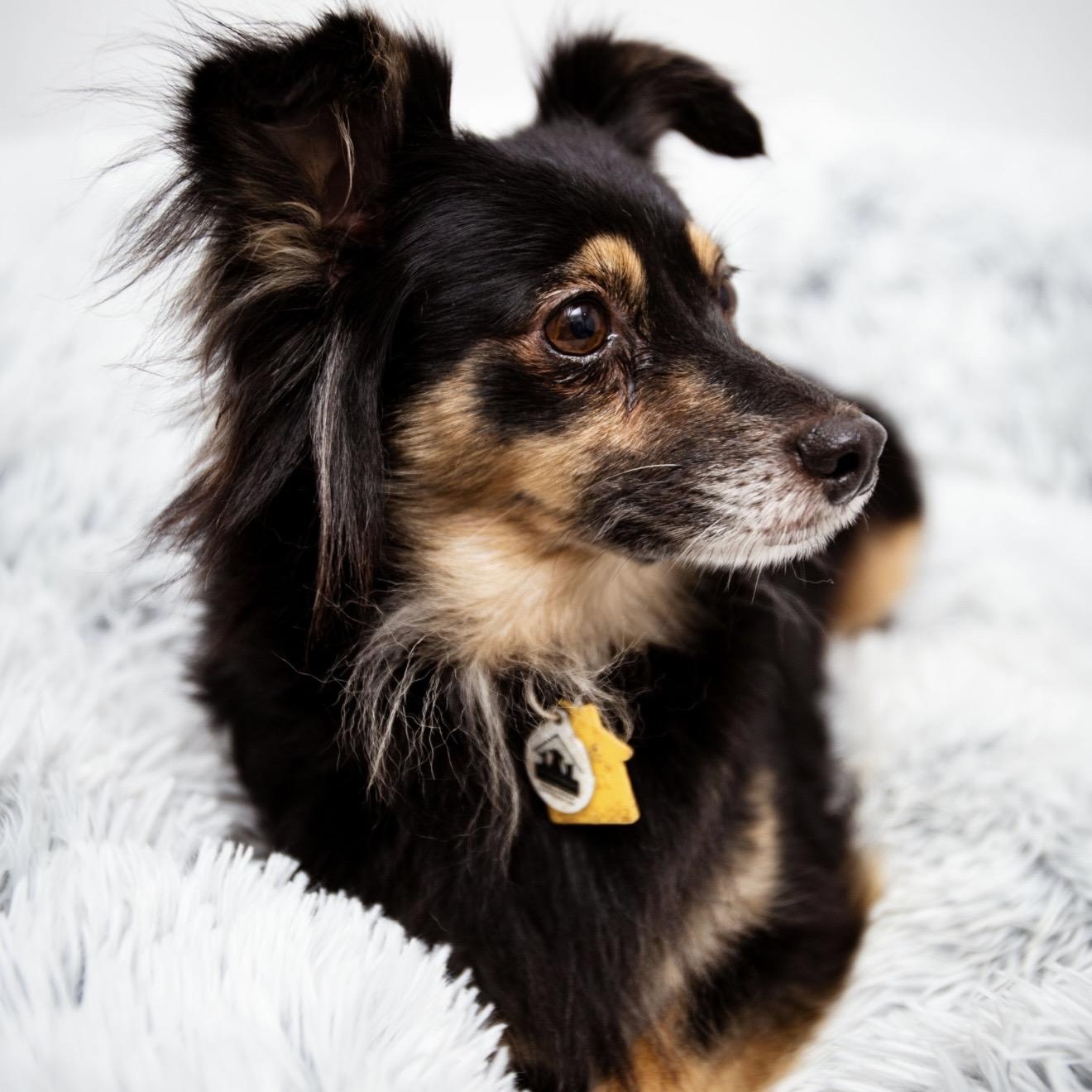 Lilac, a ADOPTABLE mixed breed in Santa Monica, CA image 3/4