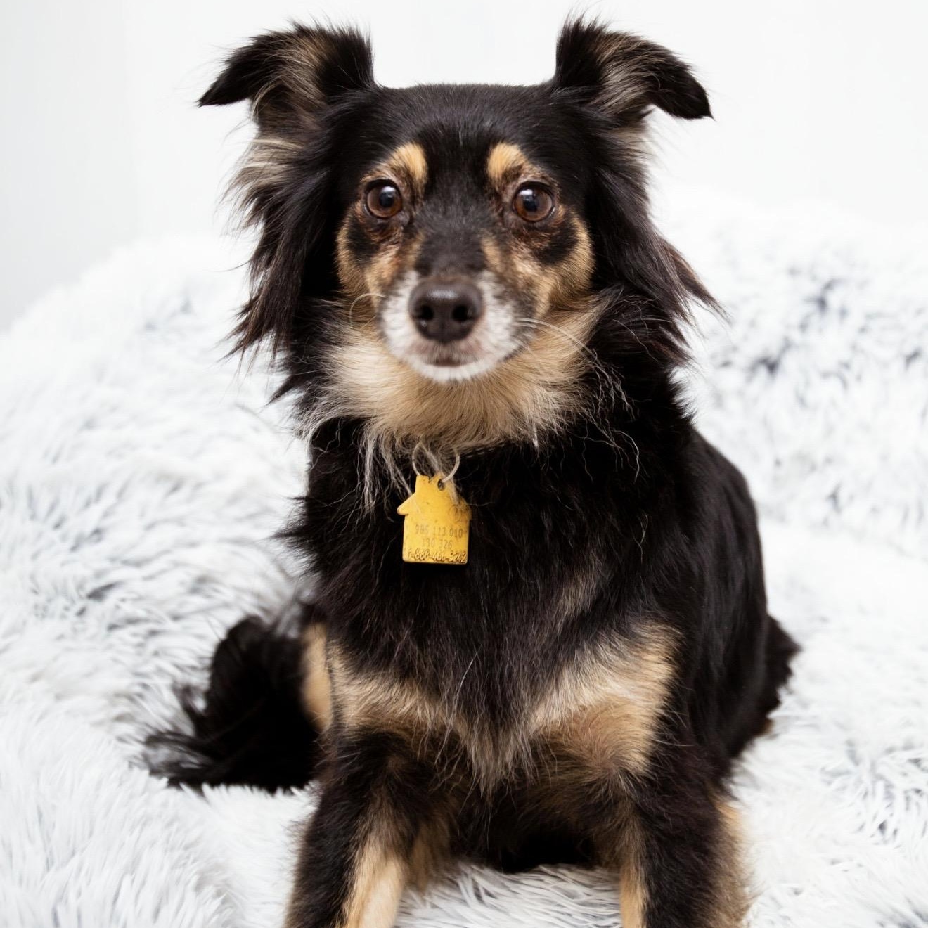 Lilac, ADOPTABLE, Young Female Papillon & Chihuahua.