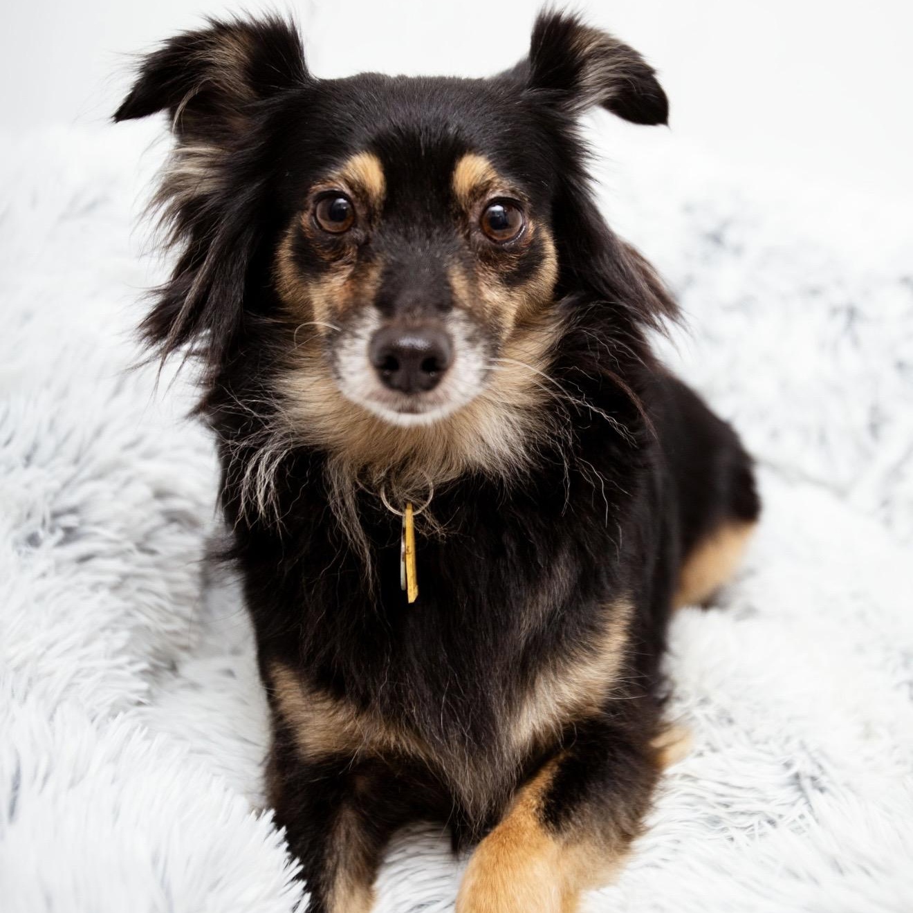 Lilac, a ADOPTABLE mixed breed in Santa Monica, CA image 2/4