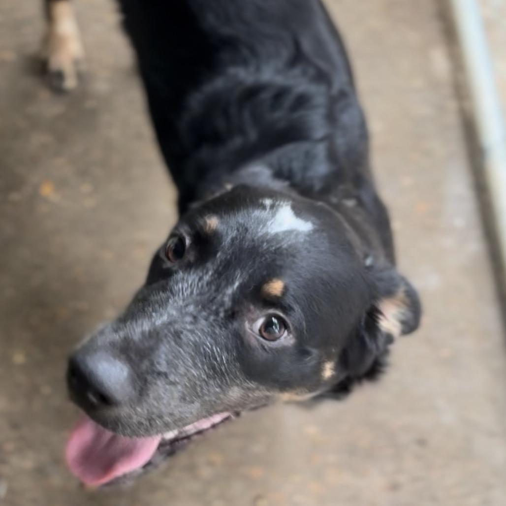 Oscar, Adoptable, Young Male Australian Cattle Dog / Blue Heeler.