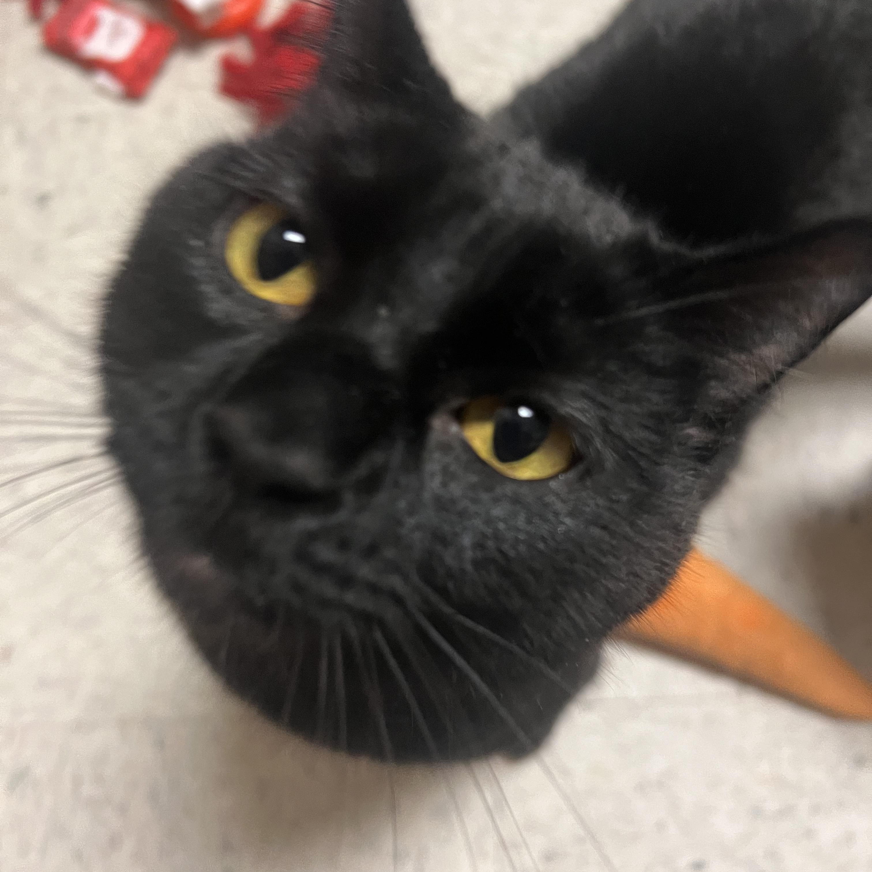 Cairo, ADOPTABLE, Young Male Domestic Short Hair.